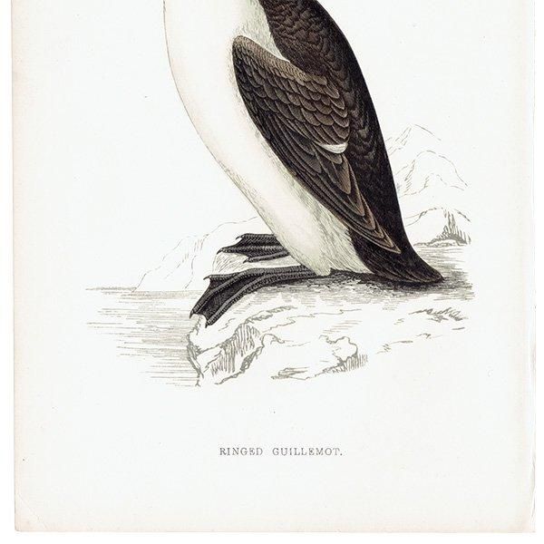 RINGED GUILLEMOT ߥХ 1850ǯ ꥹ ƥץ ʪ  (A history of British birds)  0156