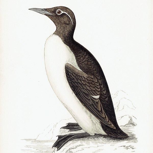 RINGED GUILLEMOT ߥХ 1850ǯ ꥹ ƥץ ʪ  (A history of British birds)  0156