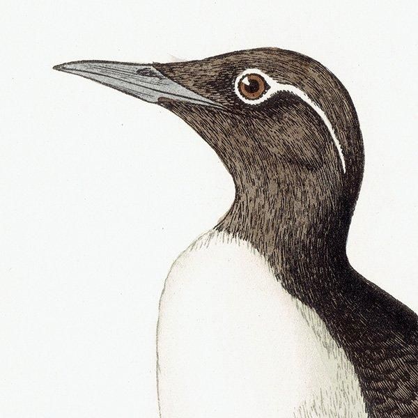 RINGED GUILLEMOT ߥХ 1850ǯ ꥹ ƥץ ʪ  (A history of British birds)  0156