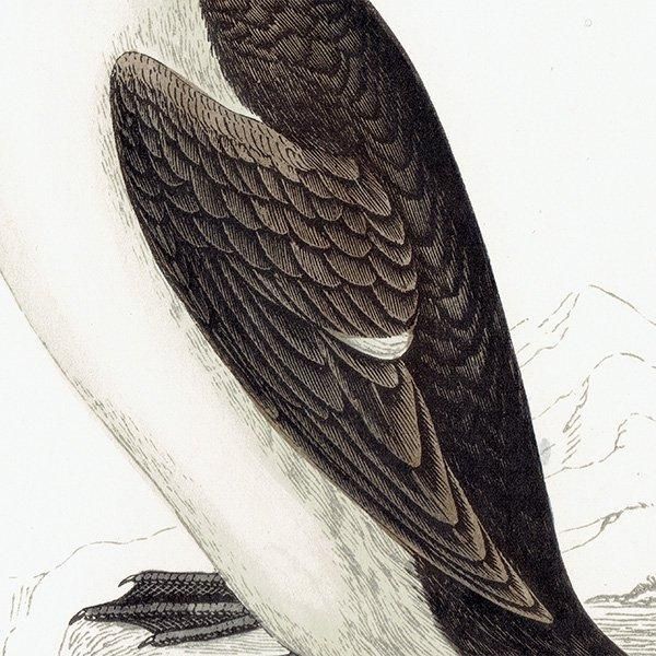 RINGED GUILLEMOT ߥХ 1850ǯ ꥹ ƥץ ʪ  (A history of British birds)  0156