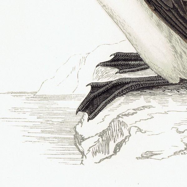 RINGED GUILLEMOT ߥХ 1850ǯ ꥹ ƥץ ʪ  (A history of British birds)  0156