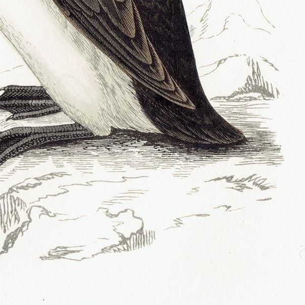 RINGED GUILLEMOT ߥХ 1850ǯ ꥹ ƥץ ʪ  (A history of British birds)  0156