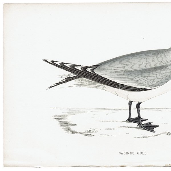 SABINE'S GULI ӥ參 1850ǯ ꥹ ƥץ ʪ  (A history of British birds)   0157