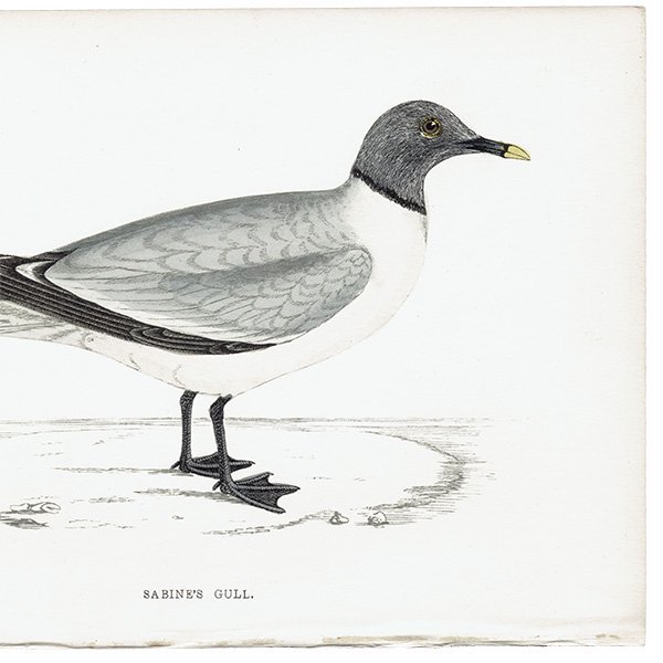 SABINE'S GULI クビワカモメ 1850年代 イギリス アンティークプリント 博物画 (A history of British  birds) 0157