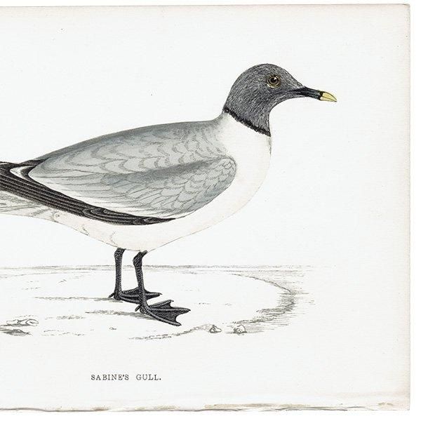 SABINE'S GULI ӥ參 1850ǯ ꥹ ƥץ ʪ  (A history of British birds)   0157
