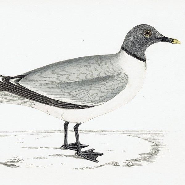 SABINE'S GULI ӥ參 1850ǯ ꥹ ƥץ ʪ  (A history of British birds)   0157
