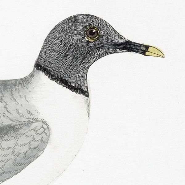SABINE'S GULI ӥ參 1850ǯ ꥹ ƥץ ʪ  (A history of British birds)   0157