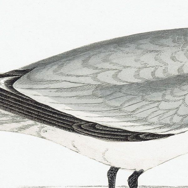 SABINE'S GULI ӥ參 1850ǯ ꥹ ƥץ ʪ  (A history of British birds)   0157