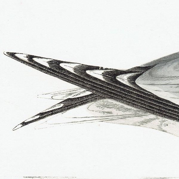 SABINE'S GULI ӥ參 1850ǯ ꥹ ƥץ ʪ  (A history of British birds)   0157