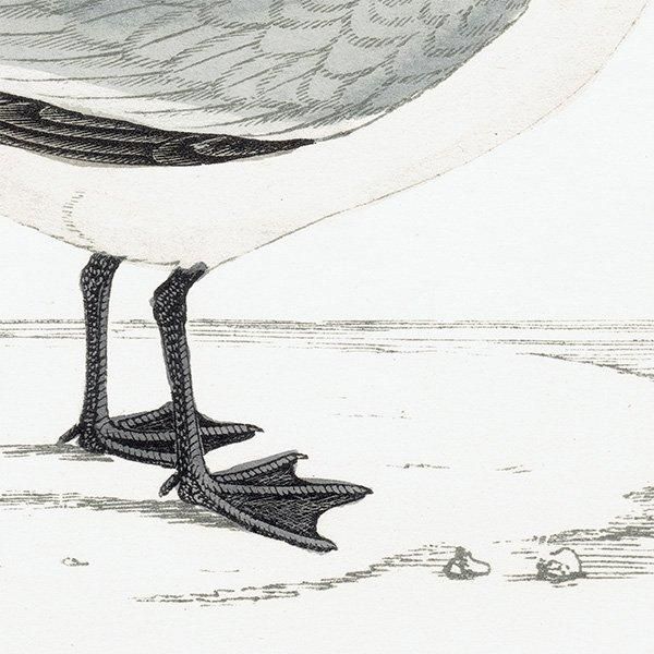 SABINE'S GULI ӥ參 1850ǯ ꥹ ƥץ ʪ  (A history of British birds)   0157