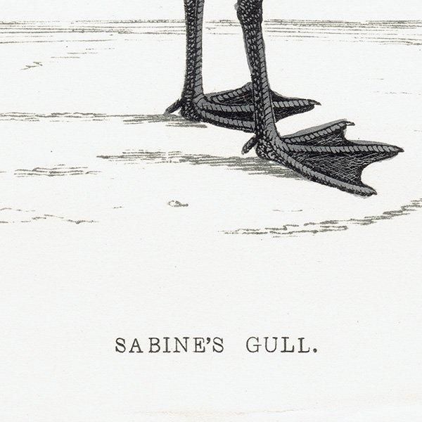 SABINE'S GULI ӥ參 1850ǯ ꥹ ƥץ ʪ  (A history of British birds)   0157