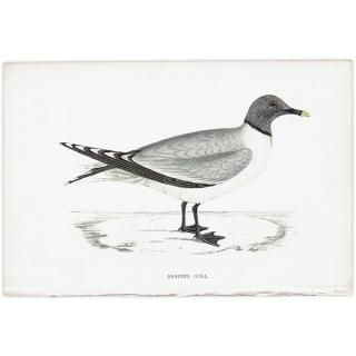 SABINE'S GULI ӥ參 1850ǯ ꥹ ƥץ ʪ  (A history of British birds)   0157
