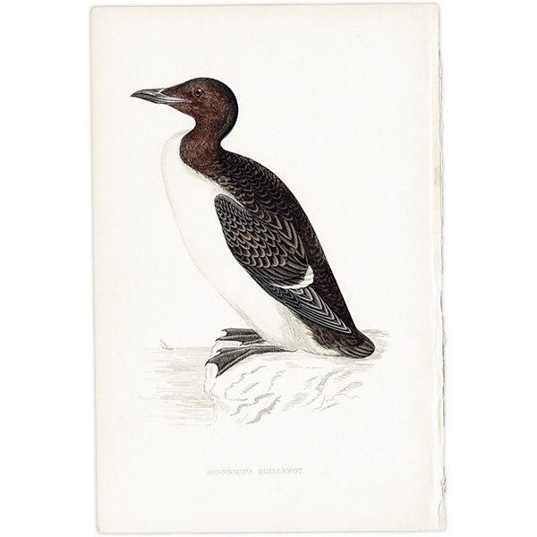 BRUNNICH'S GUILLEMOT ϥ֥ȥߥ饹 1850ǯ ꥹ ƥץ ʪ  (A history of British birds)   0160