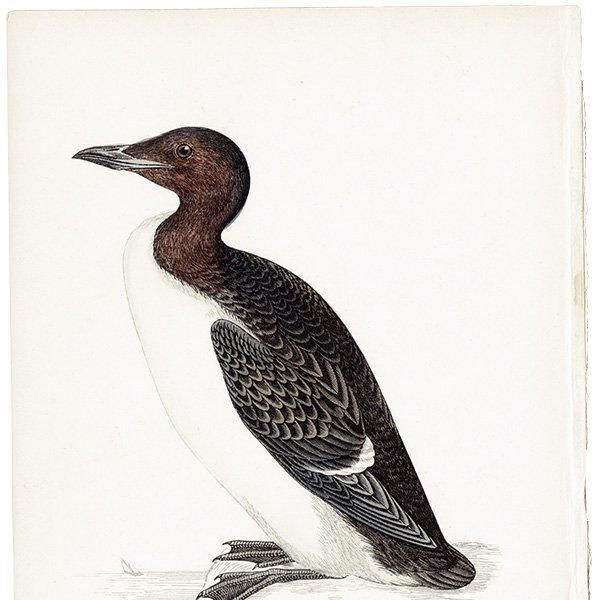 BRUNNICH'S GUILLEMOT ハシブトウミガラス 1850年代 イギリス