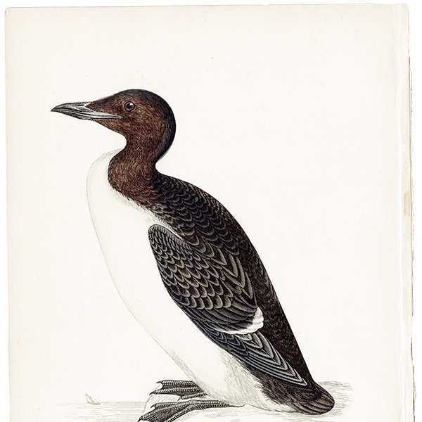 BRUNNICH'S GUILLEMOT ϥ֥ȥߥ饹 1850ǯ ꥹ ƥץ ʪ  (A history of British birds)   0160