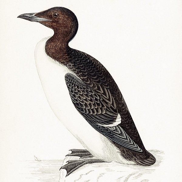 BRUNNICH'S GUILLEMOT ϥ֥ȥߥ饹 1850ǯ ꥹ ƥץ ʪ  (A history of British birds)   0160