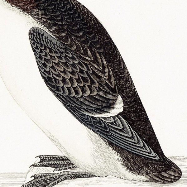 BRUNNICH'S GUILLEMOT ϥ֥ȥߥ饹 1850ǯ ꥹ ƥץ ʪ  (A history of British birds)   0160