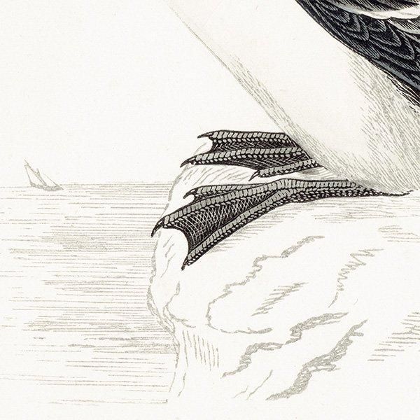 BRUNNICH'S GUILLEMOT ϥ֥ȥߥ饹 1850ǯ ꥹ ƥץ ʪ  (A history of British birds)   0160
