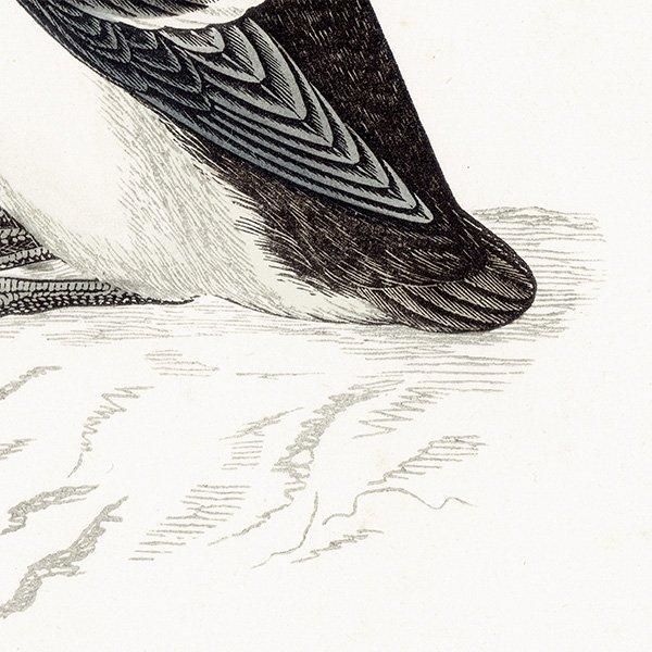BRUNNICH'S GUILLEMOT ϥ֥ȥߥ饹 1850ǯ ꥹ ƥץ ʪ  (A history of British birds)   0160