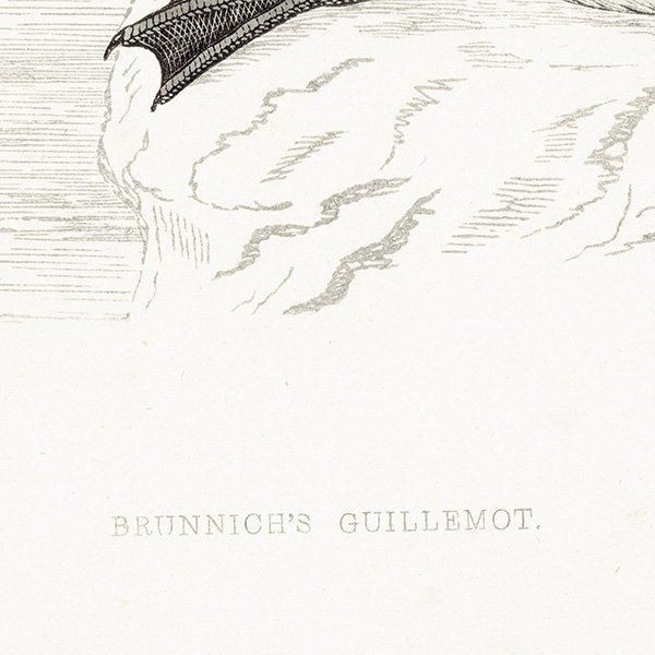 BRUNNICH'S GUILLEMOT ϥ֥ȥߥ饹 1850ǯ ꥹ ƥץ ʪ  (A history of British birds)   0160