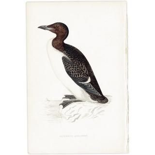 BRUNNICH'S GUILLEMOT ϥ֥ȥߥ饹 1850ǯ ꥹ ƥץ ʪ  (A history of British birds)   0160