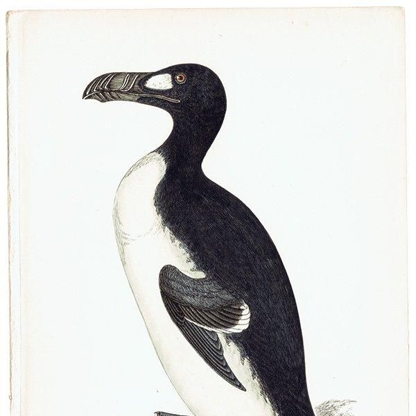 GREAT AUK ߥ饹 1850ǯ ꥹ ƥץ ʪ  (A history of British birds)   0161