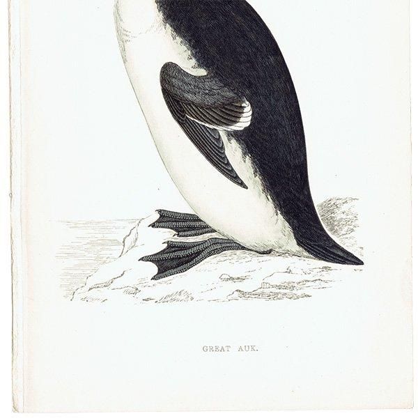 GREAT AUK ߥ饹 1850ǯ ꥹ ƥץ ʪ  (A history of British birds)   0161