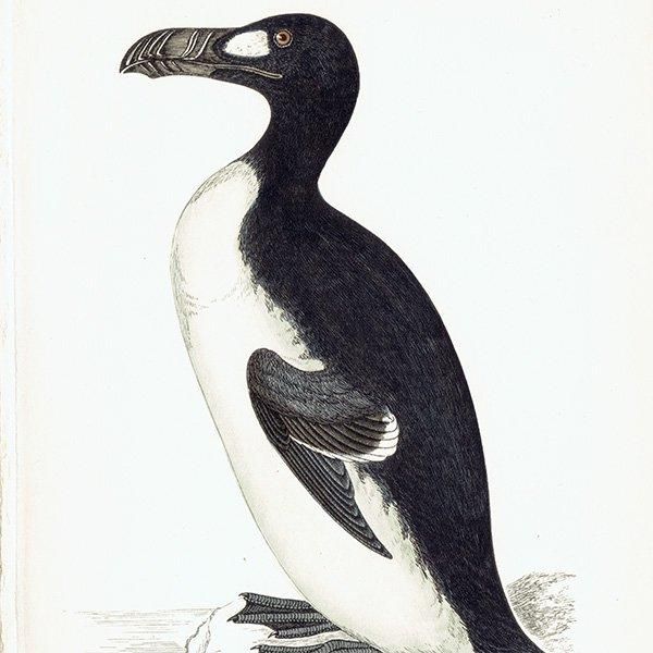 GREAT AUK オオウミガラス 1850年代 イギリス アンティーク GREAT AUK オオウミガラス 1850年代 イギリス アンティーク