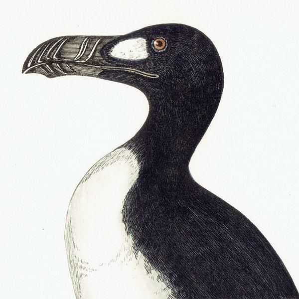 GREAT AUK オオウミガラス 1850年代 イギリス アンティーク