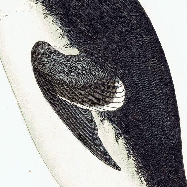 GREAT AUK ߥ饹 1850ǯ ꥹ ƥץ ʪ  (A history of British birds)   0161