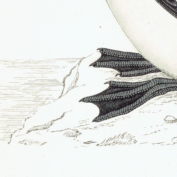 GREAT AUK ߥ饹 1850ǯ ꥹ ƥץ ʪ  (A history of British birds)   0161