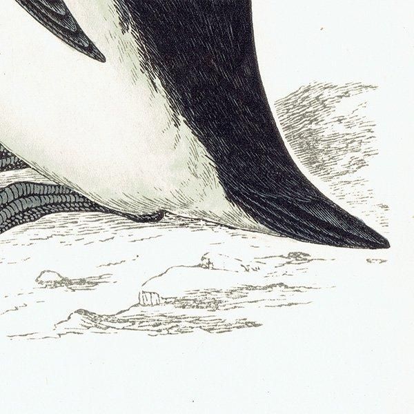 GREAT AUK ߥ饹 1850ǯ ꥹ ƥץ ʪ  (A history of British birds)   0161
