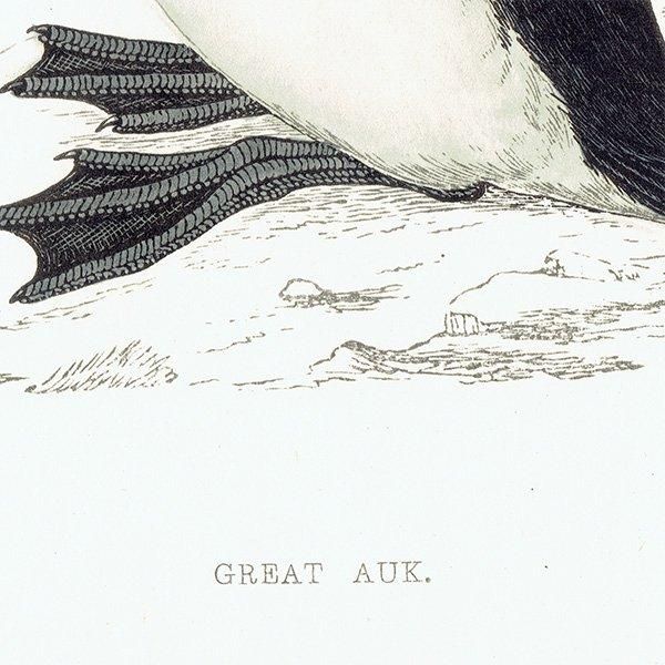 GREAT AUK オオウミガラス 1850年代 イギリス アンティーク GREAT AUK オオウミガラス 1850年代 イギリス アンティーク