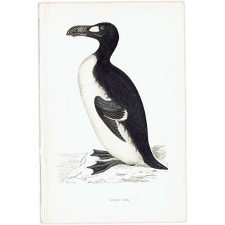 GREAT AUK ߥ饹 1850ǯ ꥹ ƥץ ʪ  (A history of British birds)   0161