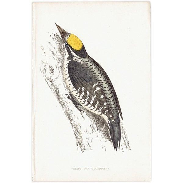 THREE TOED WOODPECKER ߥӥ 1850ǯ ꥹ ƥץ ʪ  (A history of British birds)   0155