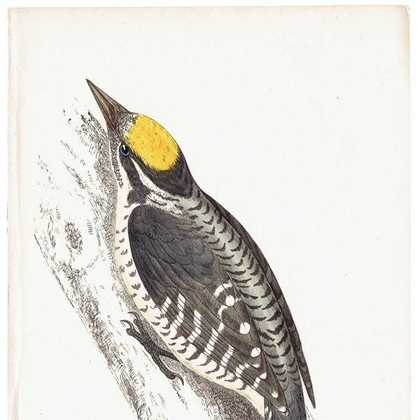 THREE TOED WOODPECKER ߥӥ 1850ǯ ꥹ ƥץ ʪ  (A history of British birds)   0155