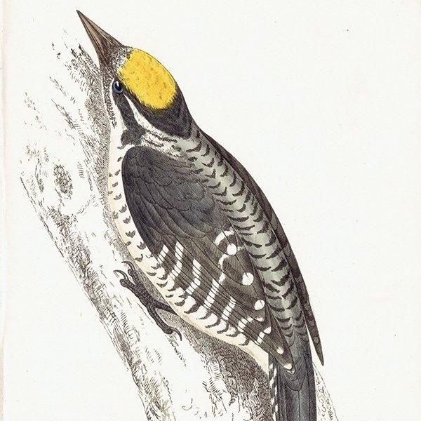 THREE TOED WOODPECKER ߥӥ 1850ǯ ꥹ ƥץ ʪ  (A history of British birds)   0155