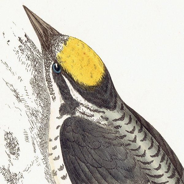THREE TOED WOODPECKER ߥӥ 1850ǯ ꥹ ƥץ ʪ  (A history of British birds)   0155