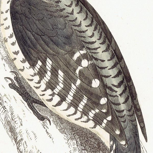 THREE TOED WOODPECKER ߥӥ 1850ǯ ꥹ ƥץ ʪ  (A history of British birds)   0155