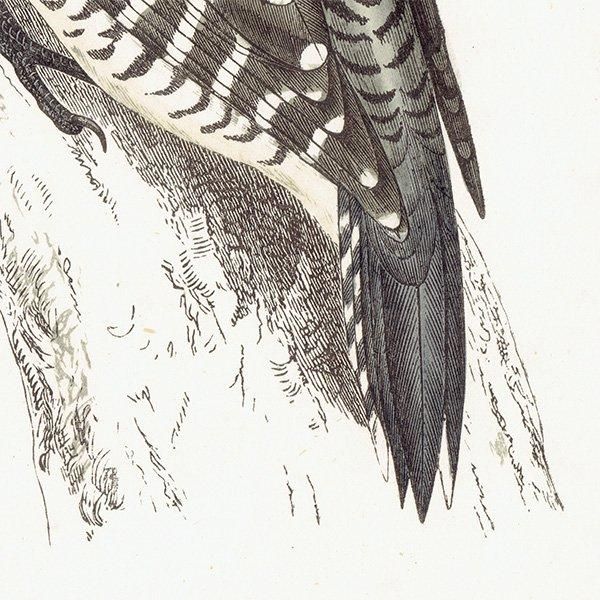 THREE TOED WOODPECKER ߥӥ 1850ǯ ꥹ ƥץ ʪ  (A history of British birds)   0155