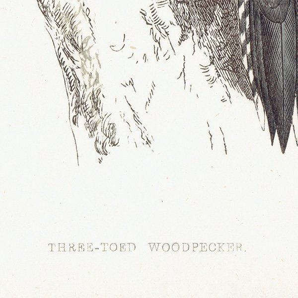 THREE TOED WOODPECKER ߥӥ 1850ǯ ꥹ ƥץ ʪ  (A history of British birds)   0155
