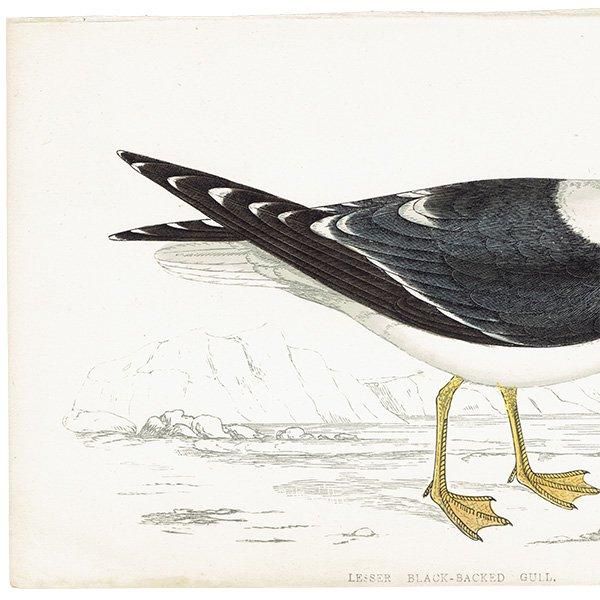 LESSER BLACK BACKED GULL ˥ 1850ǯ ꥹ ƥץ ʪ  (A history of British birds)   0158