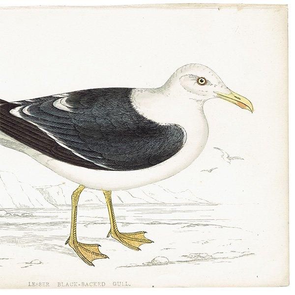 LESSER BLACK BACKED GULL ˥ 1850ǯ ꥹ ƥץ ʪ  (A history of British birds)   0158