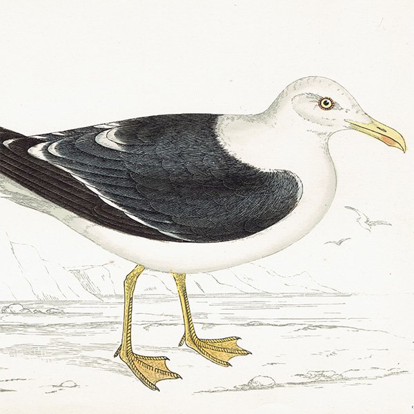 LESSER BLACK BACKED GULL ˥ 1850ǯ ꥹ ƥץ ʪ  (A history of British birds)   0158