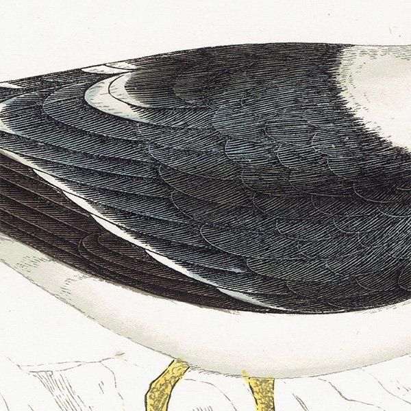 LESSER BLACK BACKED GULL ˥ 1850ǯ ꥹ ƥץ ʪ  (A history of British birds)   0158