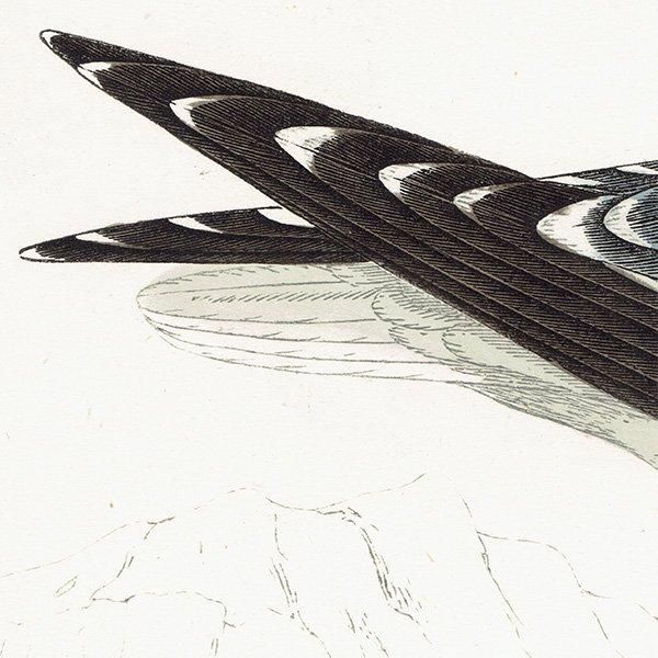 LESSER BLACK BACKED GULL ˥ 1850ǯ ꥹ ƥץ ʪ  (A history of British birds)   0158