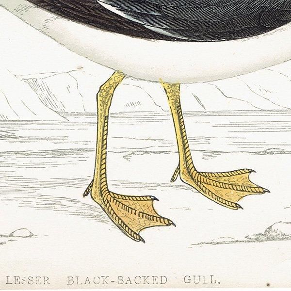 LESSER BLACK BACKED GULL ˥ 1850ǯ ꥹ ƥץ ʪ  (A history of British birds)   0158