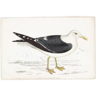 LESSER BLACK BACKED GULL ˥ 1850ǯ ꥹ ƥץ ʪ  (A history of British birds)   0158