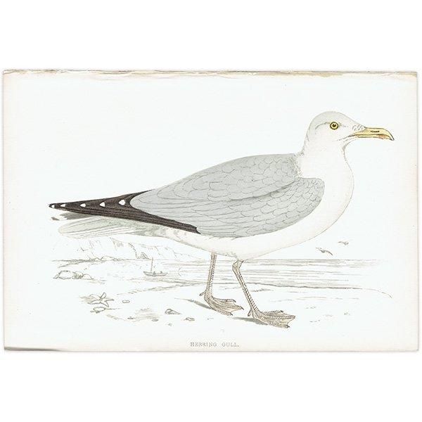 HERRING GULL  1850ǯ ꥹ ƥץ ʪ  (A history of British birds)   0159