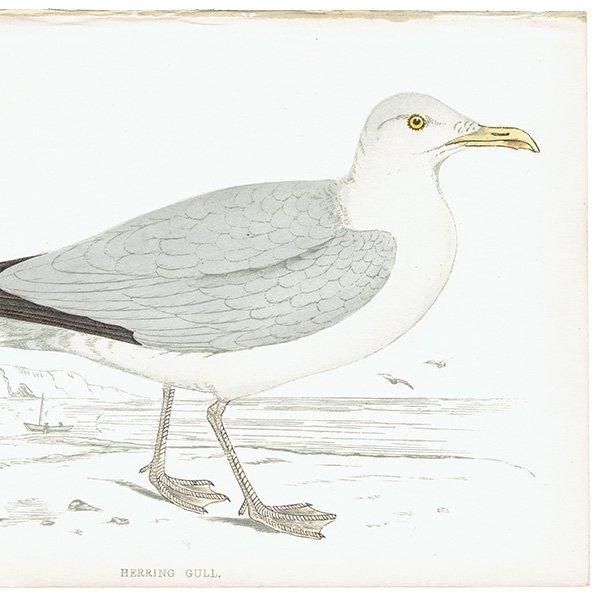HERRING GULL  1850ǯ ꥹ ƥץ ʪ  (A history of British birds)   0159